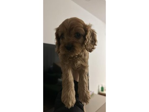 6 haftalık cavapoo
