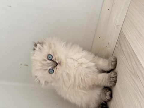 British longhair şekerler yeni yuvalarına hazır