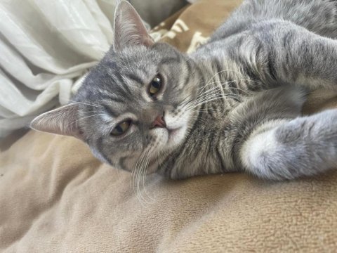 British shorthair erkek aşılı karneli 7 aylık