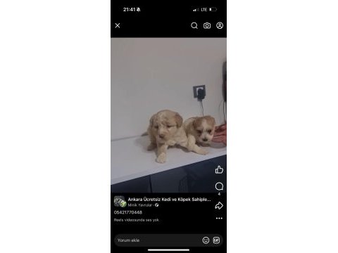 Oyuncu maltipoo miniklerim