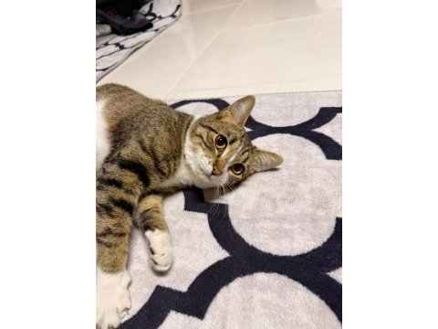 Oyun oynamayı seven uslu tam bir oyun kedisi