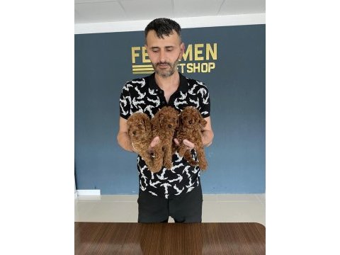 Wc eğitimli safken belgeli toy poodle yavruları
