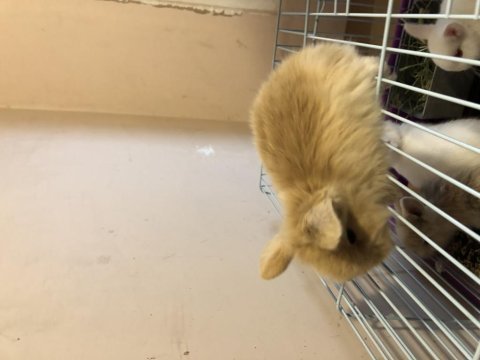 Orijinal teddy lop yavru tavşanımız sahiplendirilecek