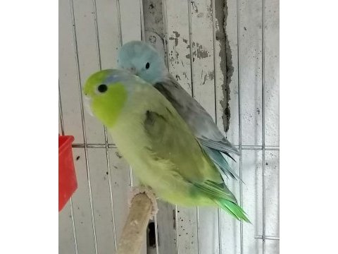 Yavru yetişkin muhabbet kuşları mevcuttur