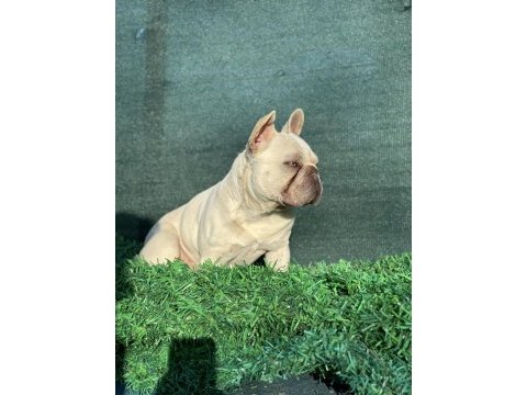 L4 dna belgeli 16 aylık erkek french bulldog