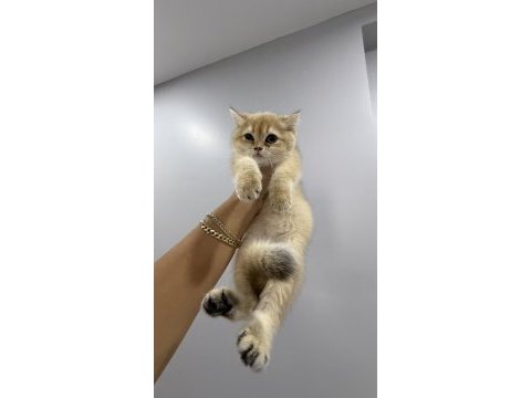 Golden british shorthair 2 dişi 1 erkek yavru istanbul