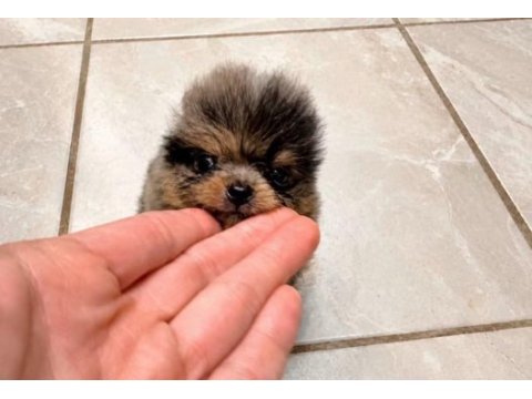 A kalite pomeranian boo merle