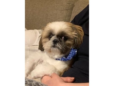 Safkan shıh-tzu (şitsu) köpekler
