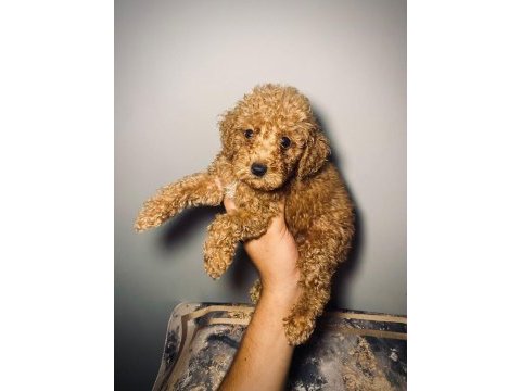 Kaliteli renklerde uygun poodle
