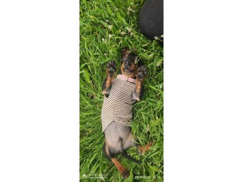 Dachshund ücretli sahiplendirilecektir