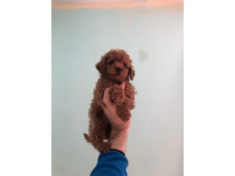 Poodle yavrumuz