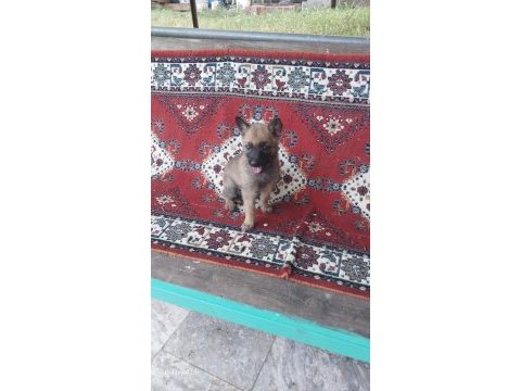 Belçika kurdu malinois yavru