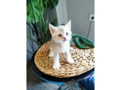 6 haftalık yavru kedilerimiz