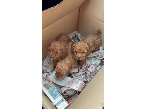 Wc eğitimli toy poodle yavruları uygun fiyatlı