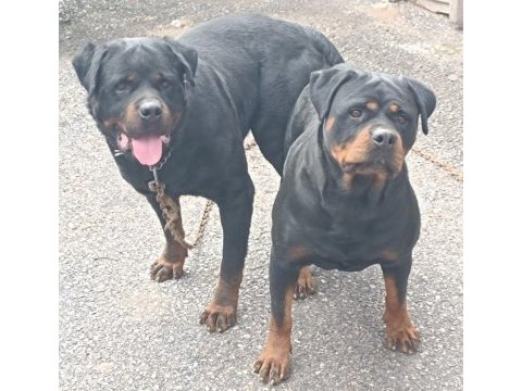 A kalite rottweiler yavrular