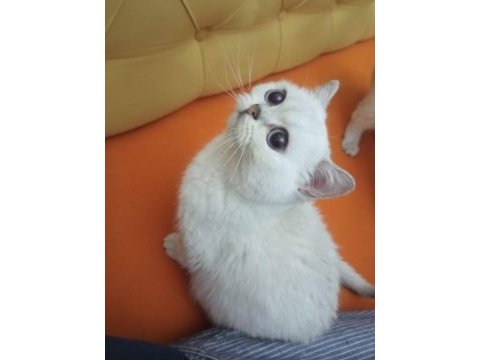 British shorthair kedilerim