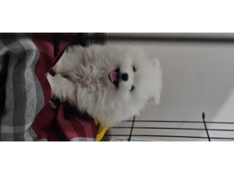 Pomeranian kızımız yeni ailesini arıyor