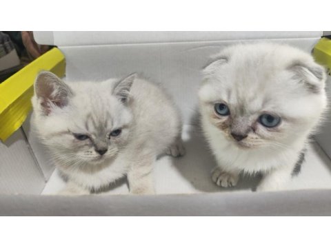 Evimizin yeni neşesi kar topu scottish fold yavruları