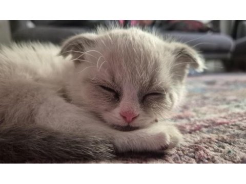 Scottish fold ve blue point kırması bebek