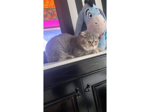 Scottish fold floki ye acil yuva