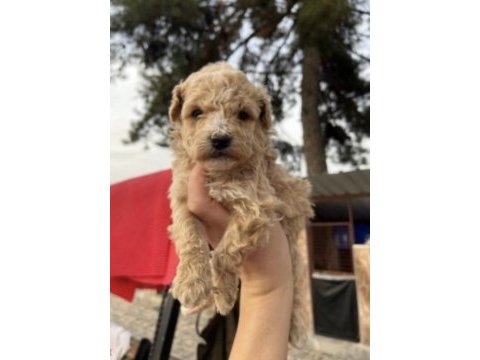 A+a kalite ped eğitimli maltipoo bebekler