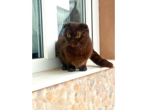 Scottish fold kedimiz annelegi mukemmel nutellayi