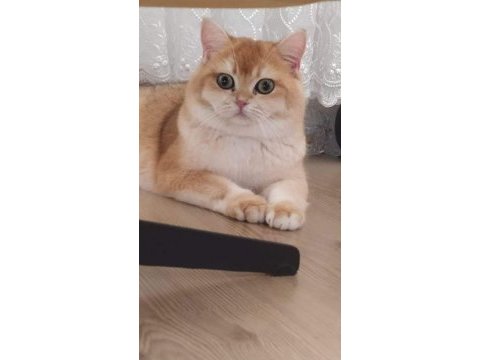 Golden british shorthair