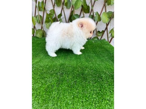 Pomeranian boo bebekler