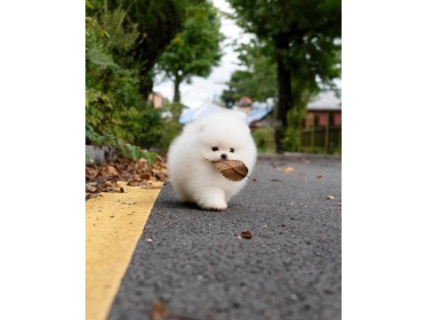 Pomeranian boo mini ayıcık yavrularımız