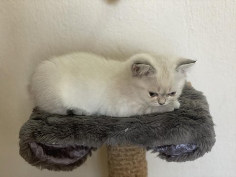 Şirin mi şirin bluepoint scottish fold