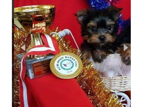 Safkan tea cup yorkshire terrier yavrularımız