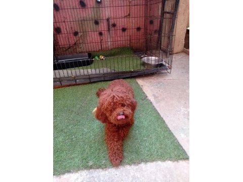 Meraklısına 1 numara poodle