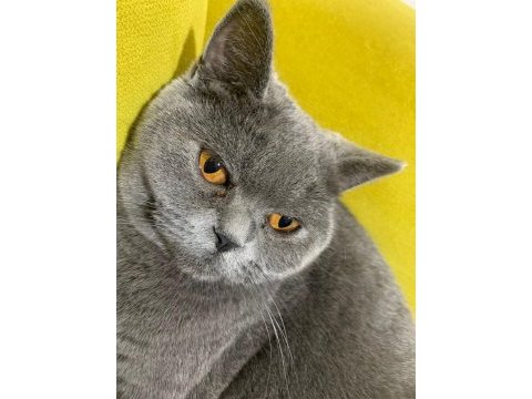 Ücretsiz sahiplendirme 1 yaşında british shorthair