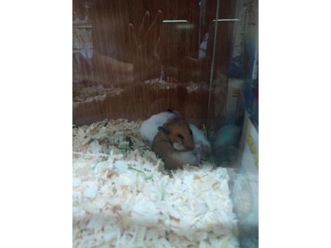 Hamsterlar geldi