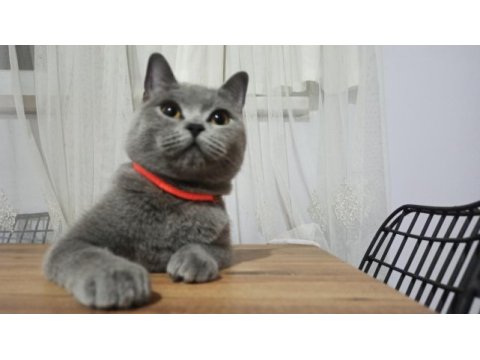 Uysal ve bal gözlü british shorthair