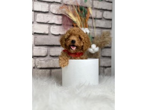 Tüy yumağı toy poodle yavrularım