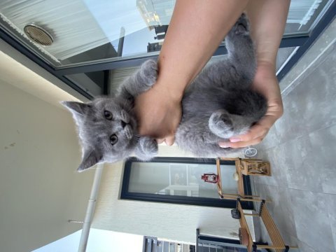2,5 aylık dişi anne baba british shorthair