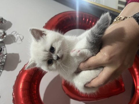 2 aylık british shorthair blue point