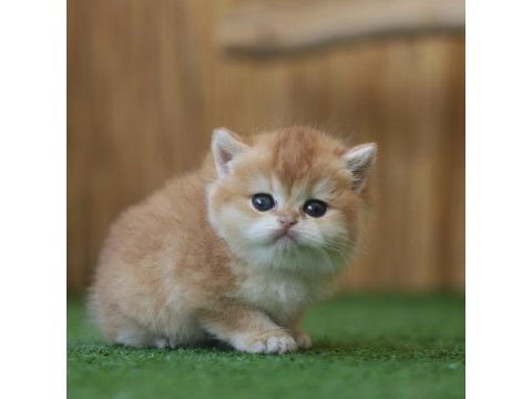 Safkan british shorthair golden ny12