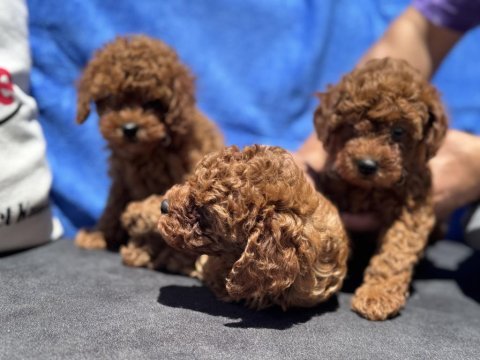 Ankaranın en seçkin toy poodle yavruları
