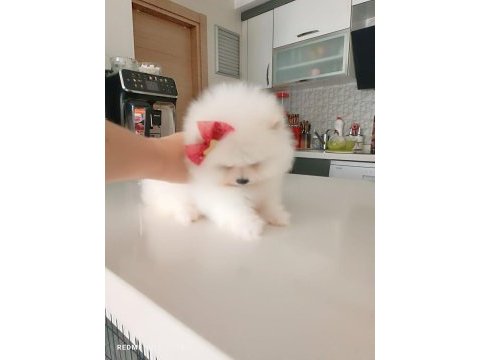 Pomeranian boo iki aylık erkek köpeğimiz