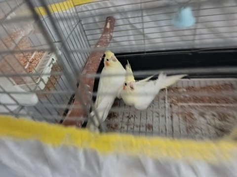 Lutino sultan papağanlar