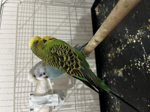 Genç jumbo takım muhabbet kuşu