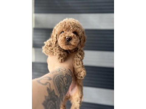 Kore kan red poodle