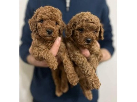 Toy poodle yavruları