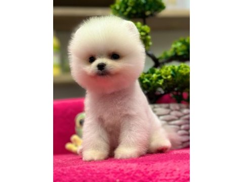 Teddy bear pomeranian