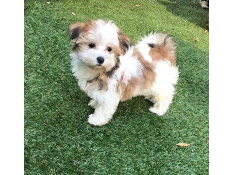 Ruhsatlı çiftlikten morkie yavrular