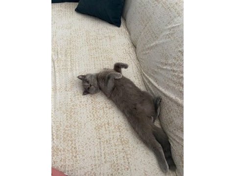 British shorthair kedisi