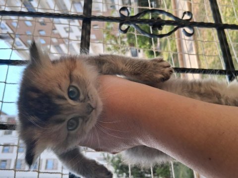 Teslime hazır british shorthair