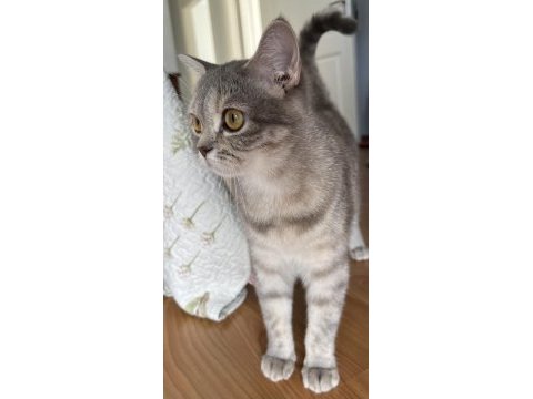 British shorthair dişi 1 yaşında